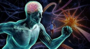 Les effets du sport sur le cerveau : la neurogenèse