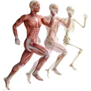 Effets du sport sur le corps : les articulations